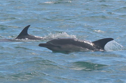 2015_hansa_nats_dolphins